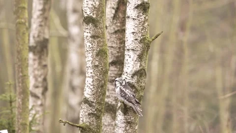 Winter scene with hawk owl, birch tree. Hawk Owl in nature forest habitat, white Stock Footage 300769246