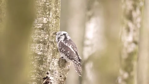Winter scene with hawk owl, birch tree. Hawk Owl in nature forest habitat, white Stock Footage 300769248