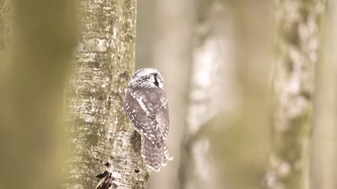 Winter scene with hawk owl, birch tree. Hawk Owl in nature forest habitat, white Stock Footage 300769249