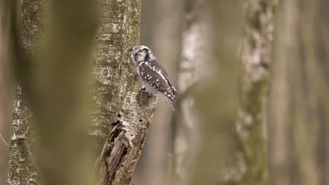 Winter scene with hawk owl, birch tree. Hawk Owl in nature forest habitat, white Stock Footage 300769304