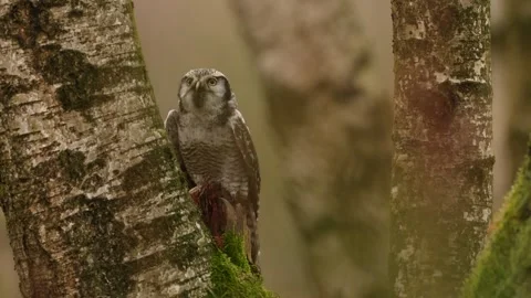 Winter scene with hawk owl, larch tree. Hawk Owl in nature forest habitat, white Stock Footage 321127240