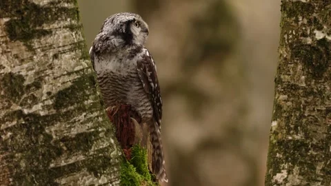 Winter scene with hawk owl, larch tree. Hawk Owl in nature forest habitat, white Stock Footage 321127288
