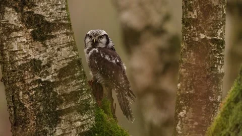 Winter scene with hawk owl, larch tree. Hawk Owl in nature forest habitat, white Stock Footage 321137440
