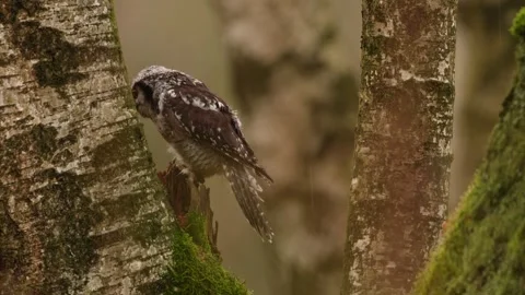 Winter scene with hawk owl, larch tree. Hawk Owl in nature forest habitat, white Stock Footage 321137687