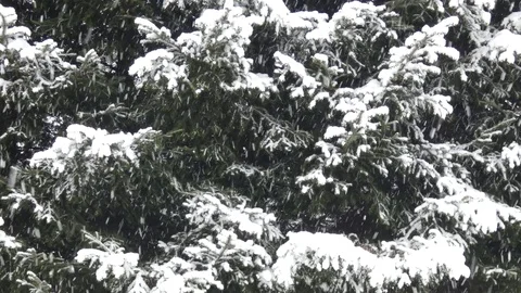 Winter Scene - Heavy Snowfall Stock Footage 85217579