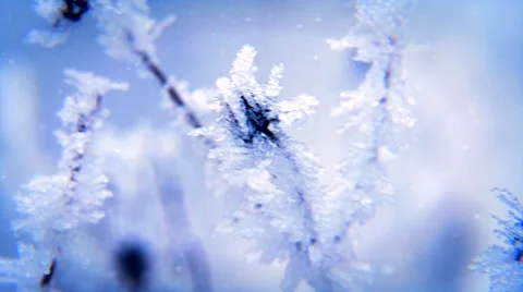 Winter scene. Hoarfrost on branches Stock Footage 50059054