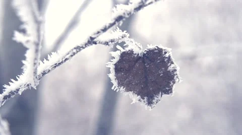 Winter scene. Hoarfrost on branches with leaf. Winter nature background Vídeo Stock 50052627