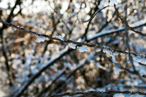 Winter scene: ice on branches Stock Photos