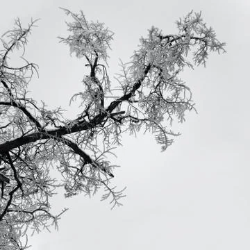 Winter scene - ice on  tree. tree branches covered with snow Foto stock