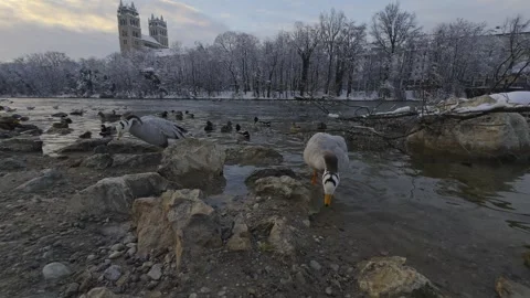 A winter scene on the Isar River in Munich, Germany, with a mixed flock of geese Video stock 294571098