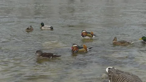 A winter scene on the Isar River in Munich, Germany, with a mixed flock of geese Stock Footage 318979666