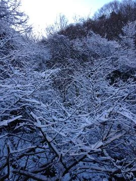 Winter scene in japan Stock Photos