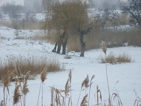 A winter scene with a leafless tree on snow-covered ground, flanked by bare.. Stock Photos