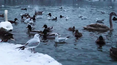 Winter scene, many wild ducks, swans and other birds swimming on a snowy lake Stock Footage 319872514