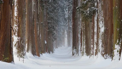 Winter scene in Nagano Stock Footage 129270956