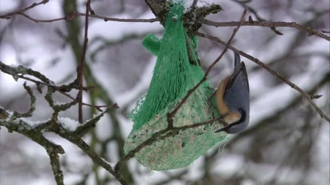 Winter scene of nuthatch pecking suet ball in falling snow Stock Footage 323451177