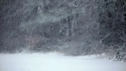 Winter scene of oak tree, snow falling Stock Footage 83809315