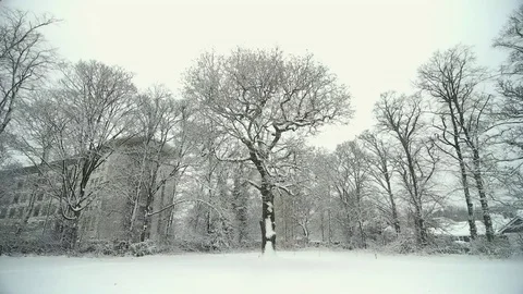 Winter scene of oak tree, snow falling Stock Footage 83809322