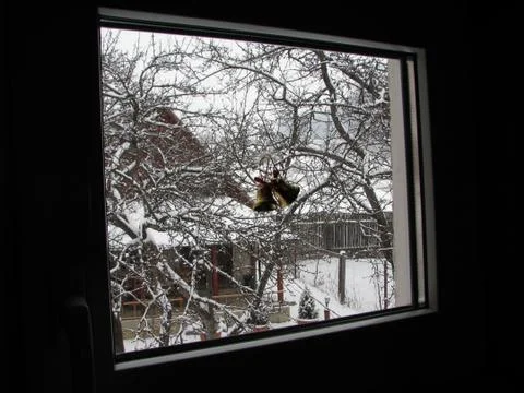 Winter scene Stock Photos