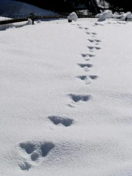 Winter Scene Stock Photos