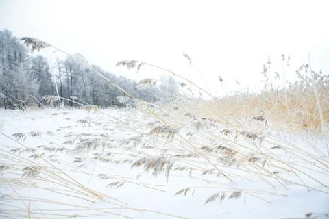 Winter scene Stock-Fotos