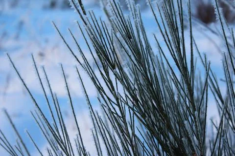 Winter scene Stock Photos