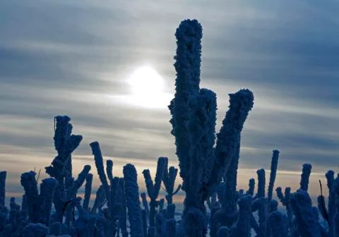 Winter scene Stock Photos