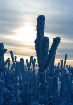 Winter scene Foto stock