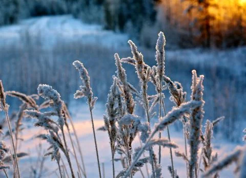 Winter scene Foto stock