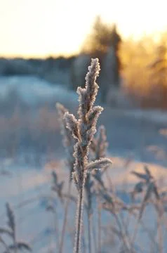 Winter scene Stock Photos
