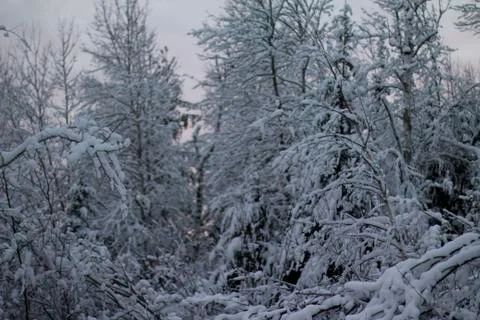 Winter Scene Foto stock