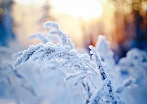 Winter scene Фото