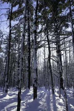 Winter Scene Stock Photos