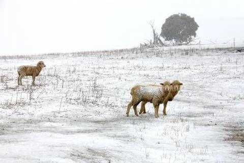 Winter Scene Stock Photos