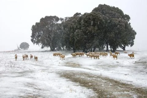 Winter Scene Stock Photos