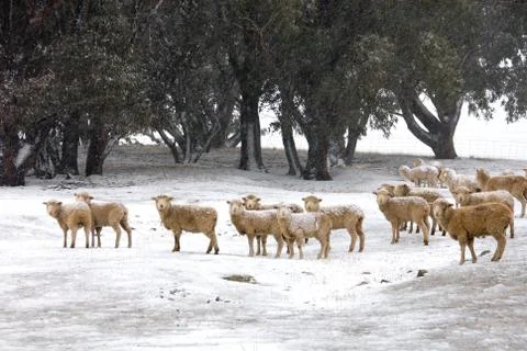 Winter Scene Stock Photos