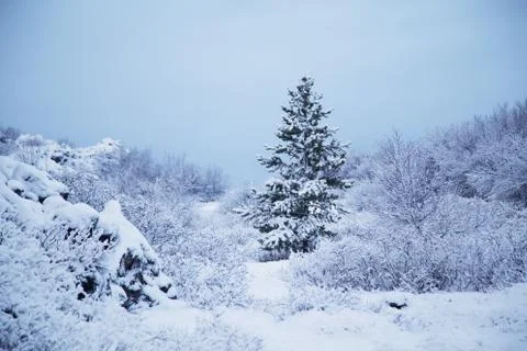Winter scene Stock Photos