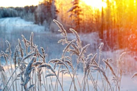 Winter scene Фото