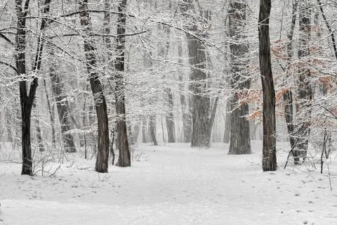 Winter scene Stock Photos