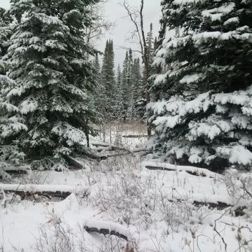 Winter Scene Stock Photos