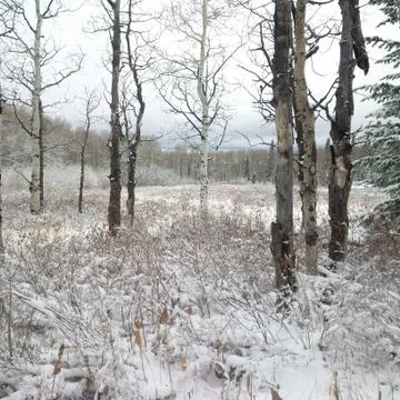 Winter Scene Stock Photos