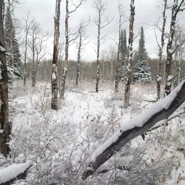 Winter Scene Stock Photos