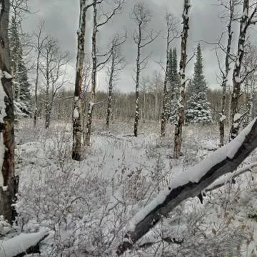Winter Scene Stock Photos