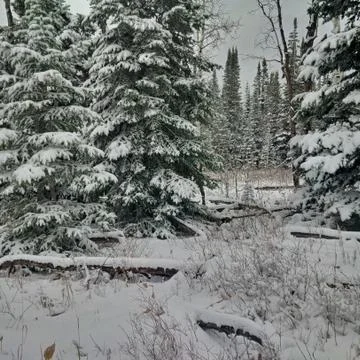 Winter Scene Stock Photos