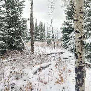 Winter Scene Stock Photos