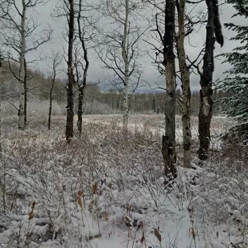 Winter Scene Stock Photos