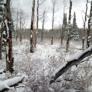 Winter Scene Stock Photos