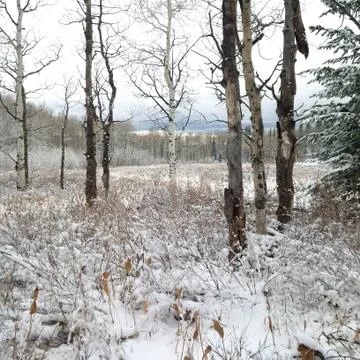 Winter Scene Stock Photos