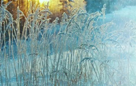 Winter scene Foto stock