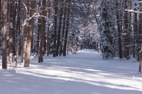 Winter Scene Stock Photos
